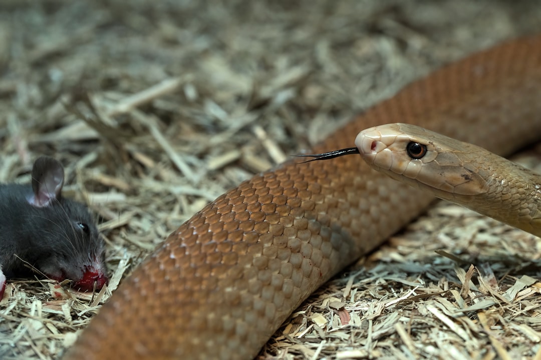 Photo Snake tongue